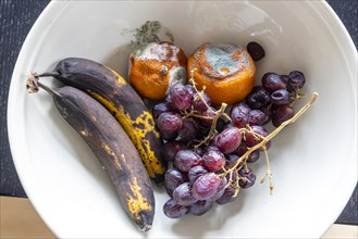 Mouldy fruit in a bowl, tangerine, grape, banana