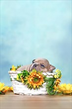 French Bulldog dog puppy lying in white basket with sunflowers
