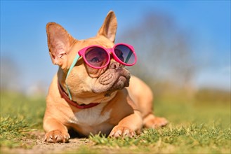 Very cool French Bulldog dog wearing pink sunglasses in summer on hot day