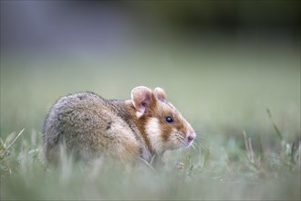 European hamster