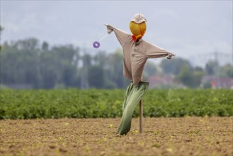 Scarecrow in a field in Breisgau, Hartheim am Rhein, Baden-Wuerttemberg, Germany, Europe
