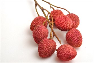 Branch of lychees