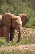 A beautiful young elephant roaming the savannah. Beautifully detailed shot of the elephant in search of food and water. The famous red elephants in the gene of Tsavo West National Park, Kenya, Africa