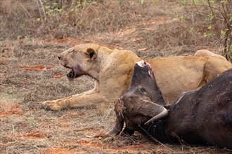 Lioness eats a hunted water buffalo in the savannah, Tsavo East National Park, Kenya, East Africa, Africa