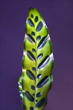 Single leaf of tropical Calathea Lancifolia plant, also called Rattlesnake Plant with exotic dot pattern on purple background