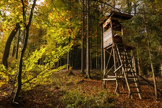 Autumn, high stand, deciduous forests near Diez, Rhineland-Palatinate
