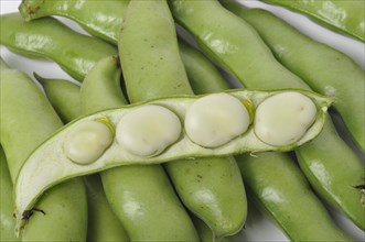 Broad beans on a white background studio shots