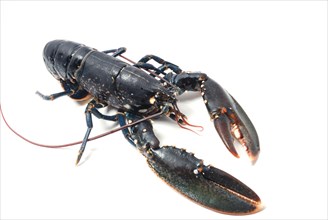 Breton lobster