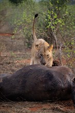 Lioness eats a hunted water buffalo in the savannah, Tsavo East National Park, Kenya, East Africa, Africa