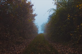 Path in the gorge during autumn fog