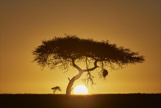 Silhouette of an acacia tree at sunrise, backlight shot, Serengeti National Park, Tanzania, East Africa, Africa