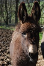 Donkey standing on a meadow