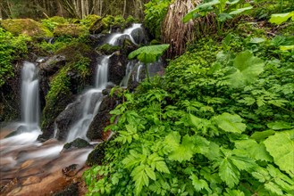 Waterfall in a mountain forest at springtime. Vosges, Alsace, France, Europe