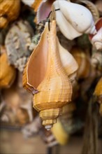 Various types of little colorful seashells