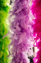 Beautiful bird feathers for decorative purposes