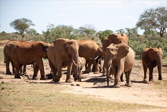 Herd of elephants in the savannah of East Africa, red elephants in the gene of Tsavo West National Park, Kenya, Africa