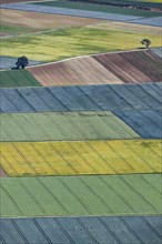 Agriculture fields at the foot of the Swabian Alb, grain fields, Ochsenwang, Bissingen an der Teck, Baden-Wuerttemberg, Germany, Europe