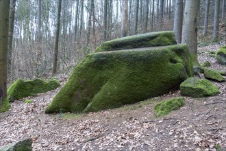 Moss-covered stones in the Mausbach valley, Heidelberg, Baden-Wuerttemberg, Germany, Europe