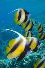 Shoal, group of red sea bannerfish