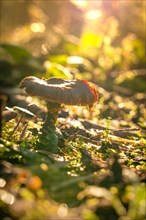 Mushroom Autumn Forest, Morning, Black Forest, Germany, Europe