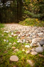 Stones in the barefoot park in the forest, Schoemberg, Black Forest, Germany, Europe