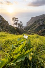 White zantedeschia, Calla, Evening mood, Greetings landscape at cliff, Sea and coast, Viewpoint Miradouro da Raposeira, Madeira, Portugal, Europe