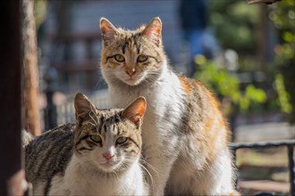 Another portrait of the homeless street cats