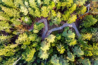 Aerial view of a forest path from above, Schoemberg, Black Forest, Germany, Europe