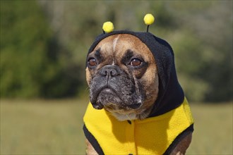 Portrait of cute and funny brown French Bulldog dog dressed up as a bee