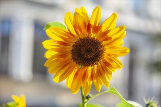 Sunflower, Flower, Blossom, Germany, Europe