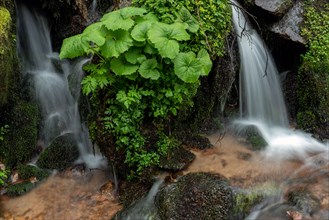 Waterfall in a mountain forest at springtime. Vosges, Alsace, France, Europe