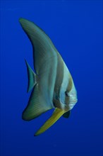 Juvenile roundhead batfish