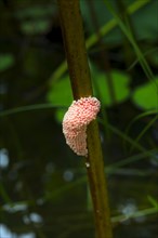 Egg clusters of the water snail
