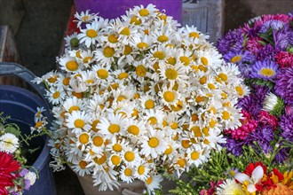 Beautiful bouquet of daisy flowers on street flower vendor