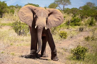 Elephant in the savannah, barren landscape in Tsavo National Park, Kenya, East Africa, Africa