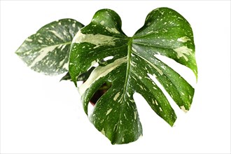 Leaf of Monstera Thai Constellation houseplant with white sprinkles