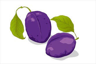 Purple plums and leafs hand drawn vector over white background
