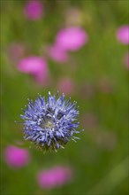 Field widows-flower, also field scabious