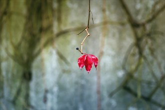 Single leaf with fruit cluster, berry on bare branch, autumnal red-coloured wild vine, symbolic image, Solling, Weserbergland, Lower Saxony, Germany, Europe