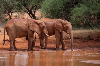 Herd of elephants at a muddy waterhole in Tsavo National Park, Kenya, East Africa, Africa