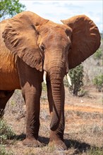Elephant in the savannah, barren landscape in Tsavo National Park, Kenya, East Africa, Africa