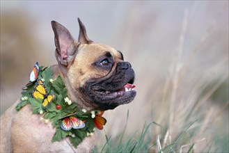 Side view of a fawn and black mask French Bulldog dog with a leaf and butterfly collar in front of blurry background