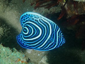 Juvenile Emperor Angelfish