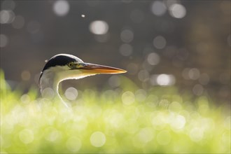 Grey heron