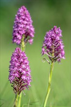 Pyramidal orchid in a meadow in spring. Alsace, France, Europe