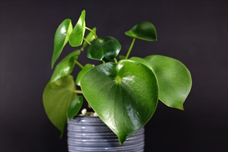 Tropical Peperomia Polybotrya Radiator Plant house plant with thick heart-shaped leaves in gray flower pot on dark black background