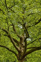 Large old plane tree