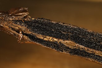 The pulp of a freshly fermented, still moist, sliced organic bourbon vanilla pod, Mauritius, Africa