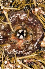 The teeth of a sea urchin
