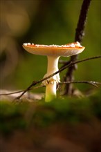 Mushroom in autumn forest, morning, Black Forest, Germany, Europe
